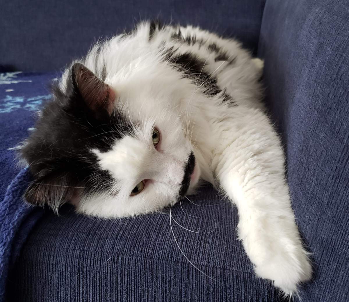 Winnipeg cat Stash, owned by Senior Digital Producer Elisha Dacey, reacts in typical enthusiastic cat fashion to learn his paws are now protected.
