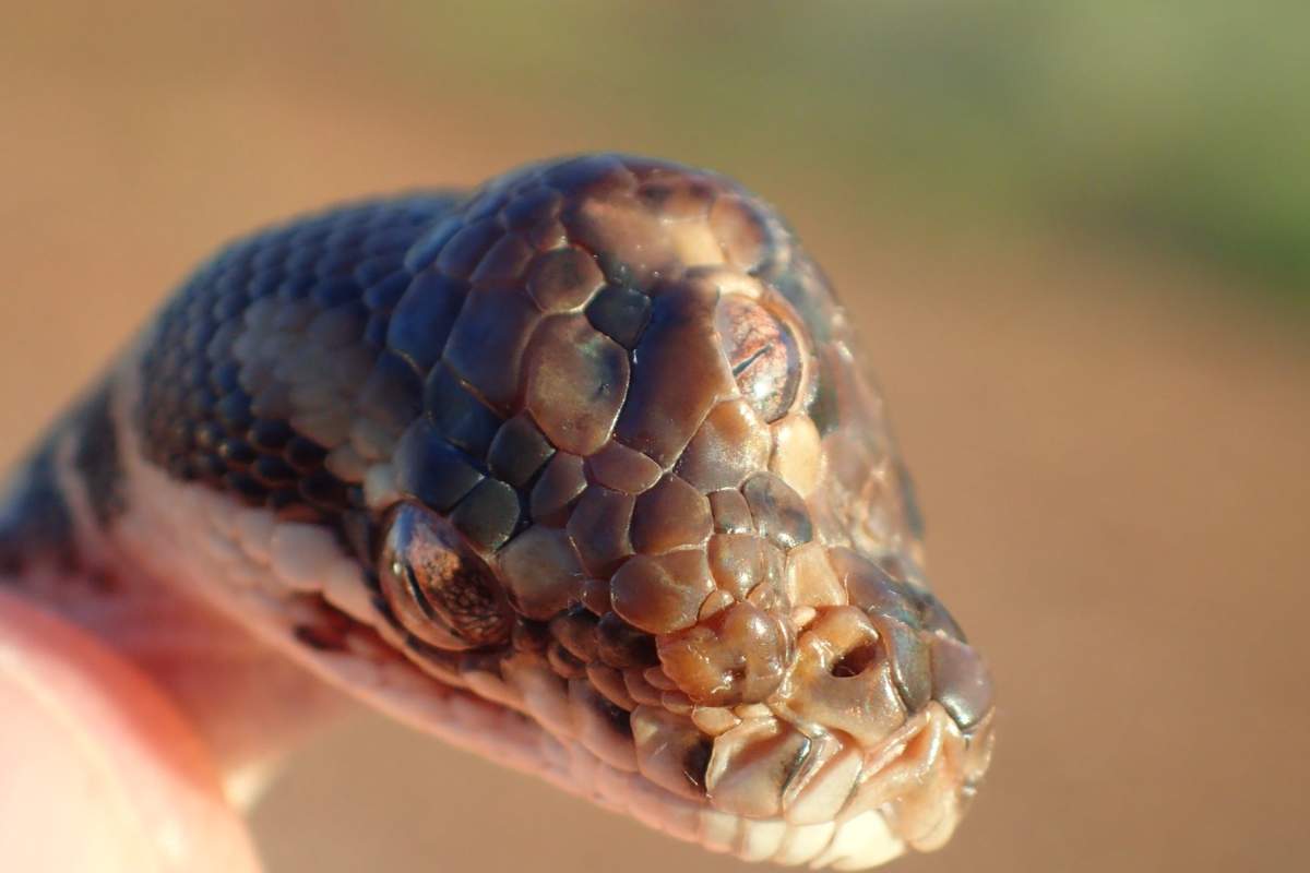 The Northern Territory Parks and Wildlife Service