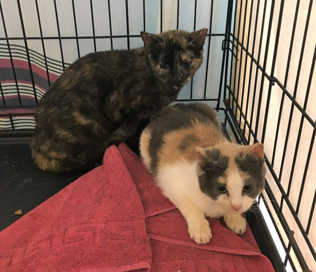 Two feral cats at the shelter
