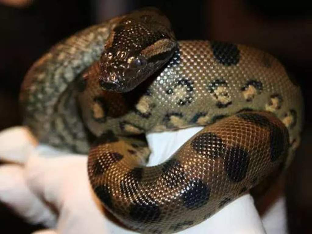 A biologist with the New England Aquarium holds a green anaconda.