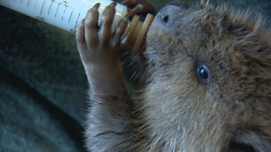 A baby beaver being fed by staff at the Calgary Wildlife Rehabilitation Centre.