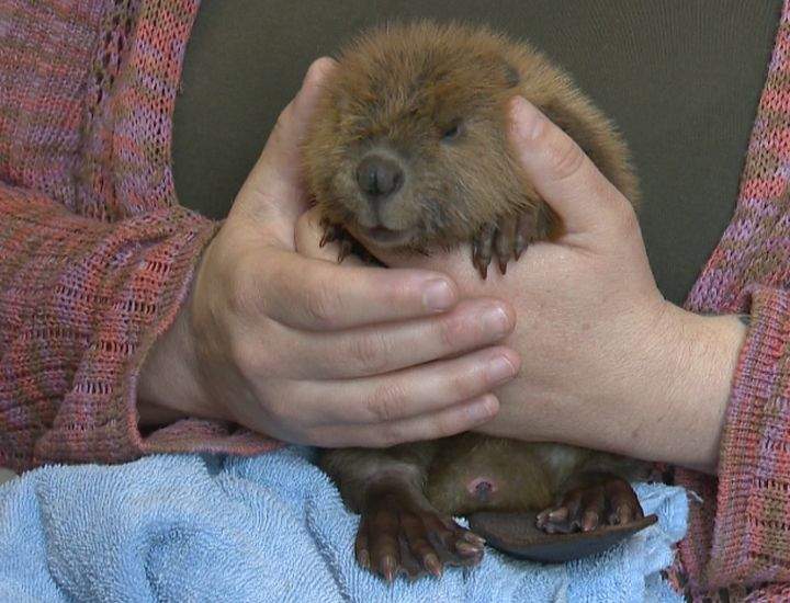 A baby beaver is now being cared for at a wildlife animal hospital. Staff believes the parents may have been injured or killed.