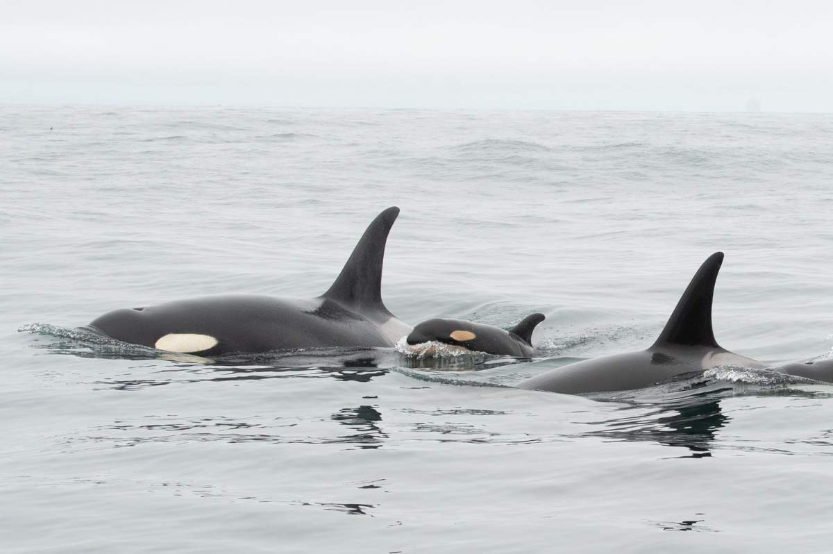 A newborn orca calf seen swimming with J pod, a group of endangered southern resident killer whales swim in the Salish Sea.