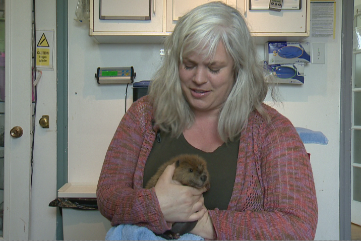 Baby beaver being held by Andrea Hunt, executive director, Calgary Wildlife Rehabilitation Centre.