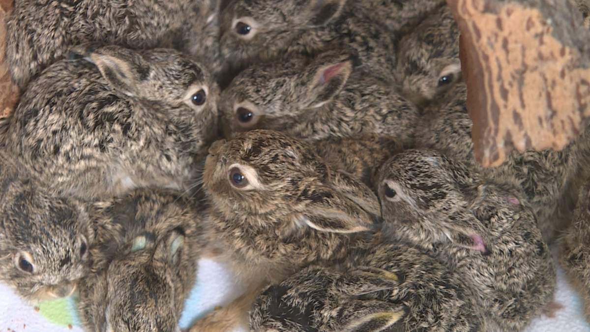The Alberta Institute for Wildlife Conservation takes in more than 20 hares a day in the month of May.