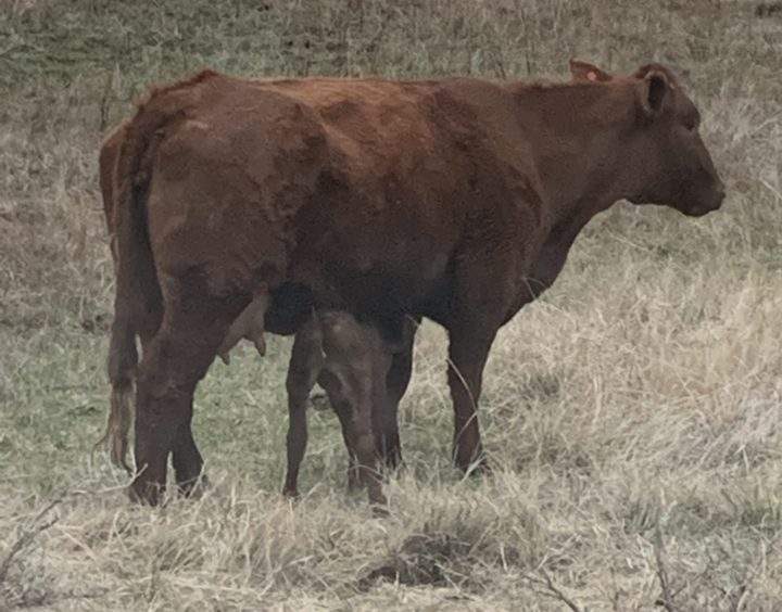 A calf nursed after being pulled from a badger hole in southern Alberta Friday night.