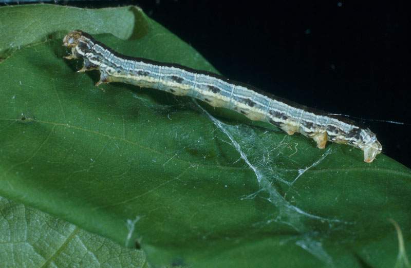 A cankerworm.