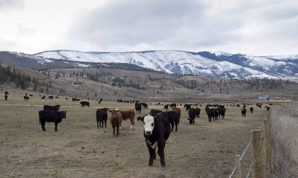 Cattle are seen in a field near Ashcroft, B.C., Sunday, March 26, 2017.  The B.C. government is partnering with the province's cattle industry to develop a targeted grazing program that could help prevent future wildfires.