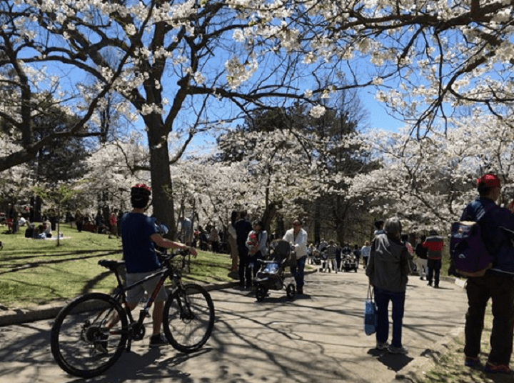 People visiting High Park in Toronto to see cherry blossom trees in full bloom last spring. (May 8, 2018).
