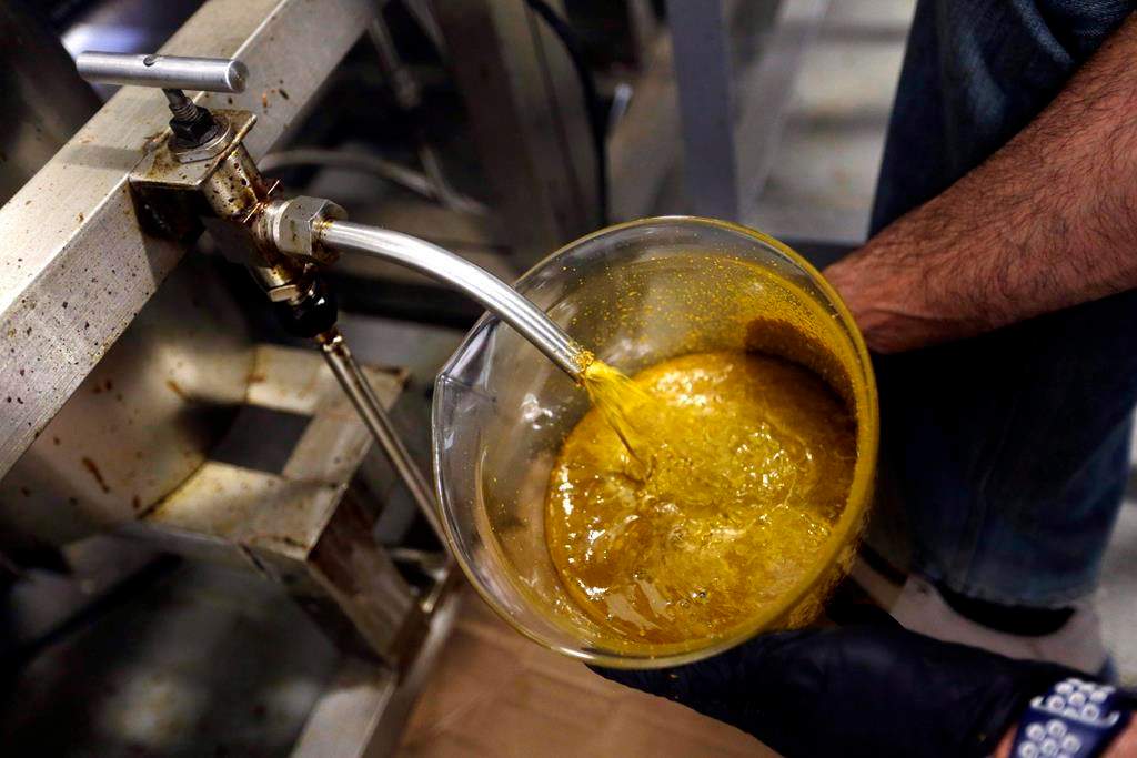The first rendering from hemp plants extracted from a super critical CO2 extraction device on its’ way to becoming fully refined CBD oil spurts into a large beaker at New Earth Biosciences in Salem, Ore., on April 24, 2018. THE CANADIAN PRESS/AP, Don Ryan