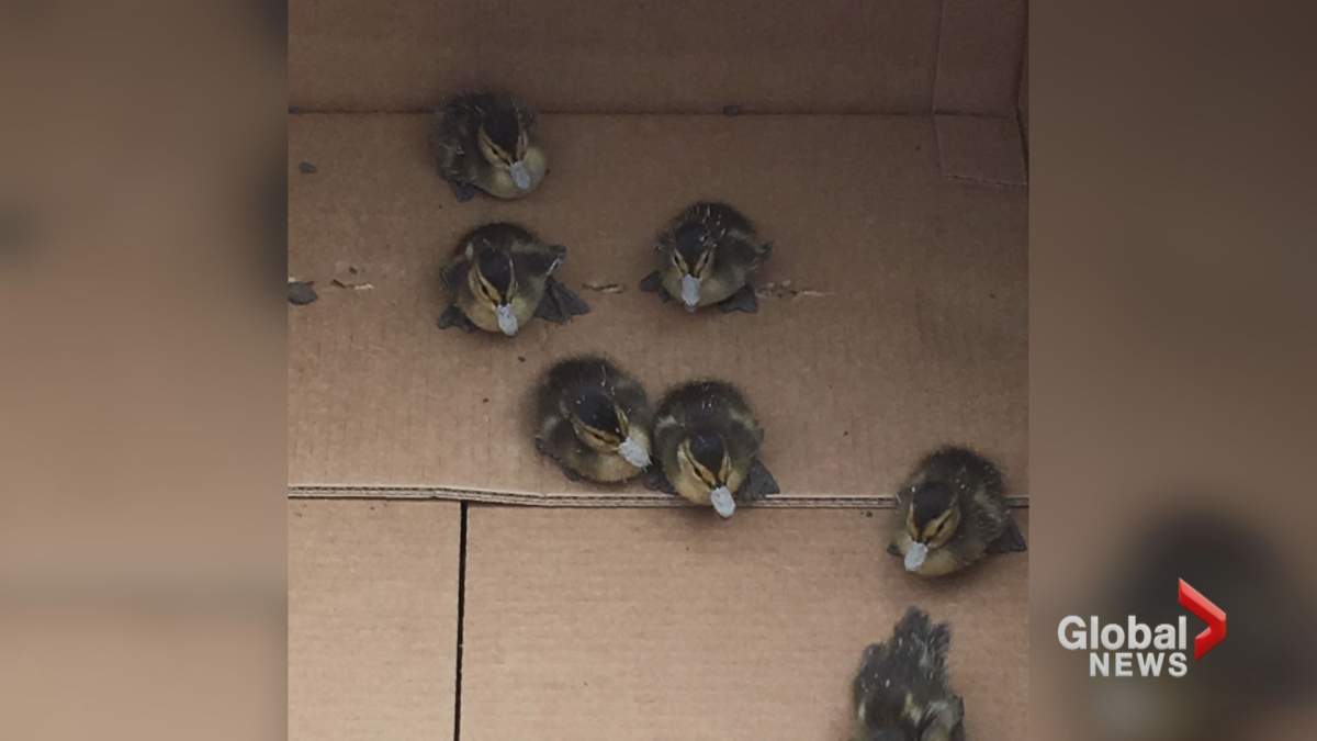 Ducklings sit in a box after being rescued from a shallow trench at a Calgary construction site.