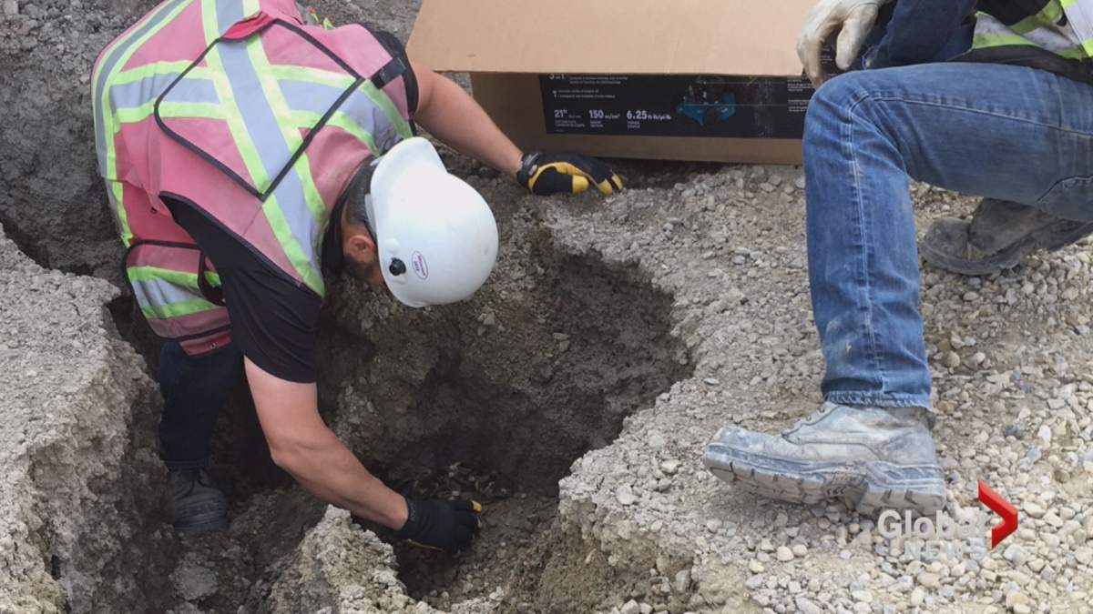Ducklings being rescued from a shallow trench at a Calgary construction site.