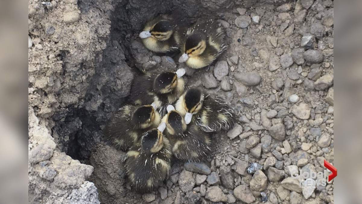 Seven ducklings were found in the bottom of a shallow trench at a Calgary construction site.