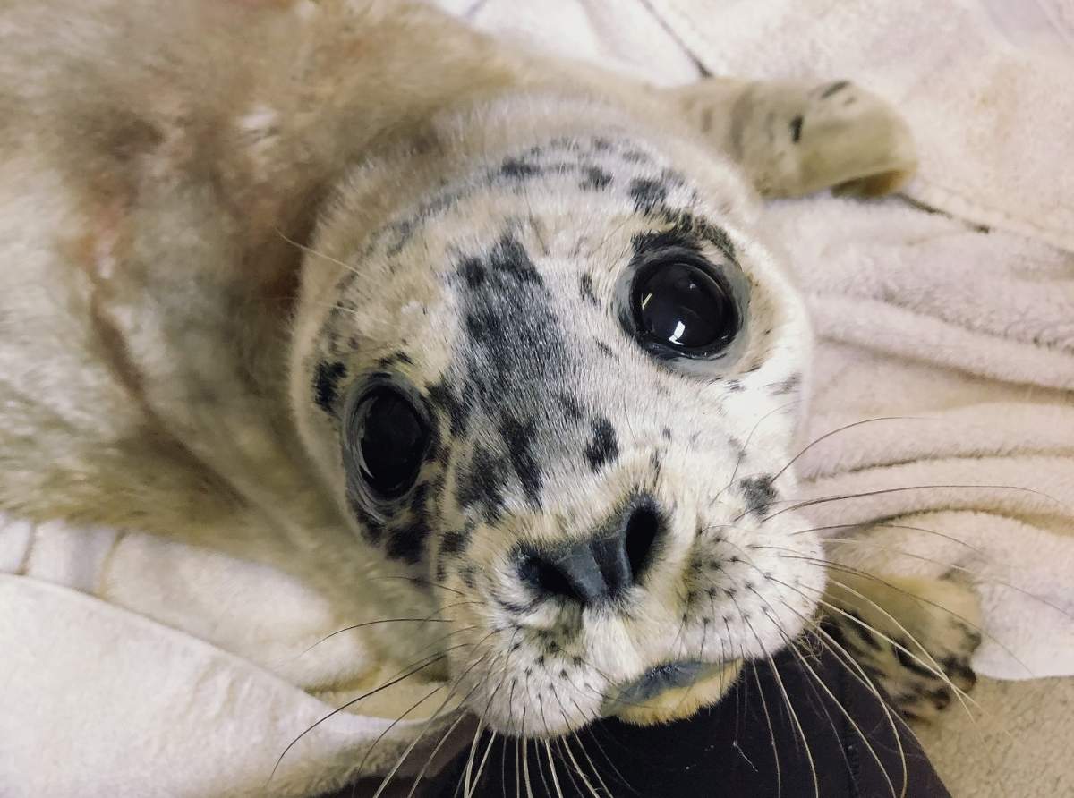 Meet Dwayne "The Rockfish" Johnson, the Vancouver Aquarium's first seal pup rescue of the year.