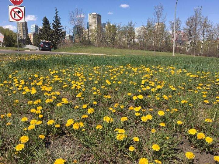 Dandelions in Edmonton along Scona Road and 95A Avenue Monday, May 13, 2019.
