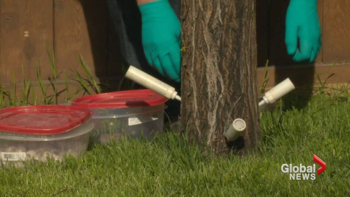 An elm tree is injected with insecticide.