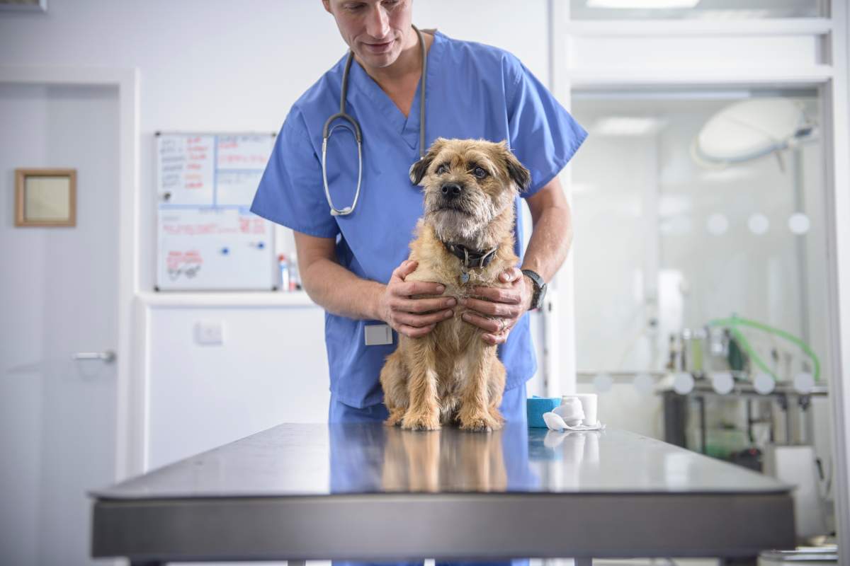 Veterinarians are being asked to follow physical distancing guidelines.