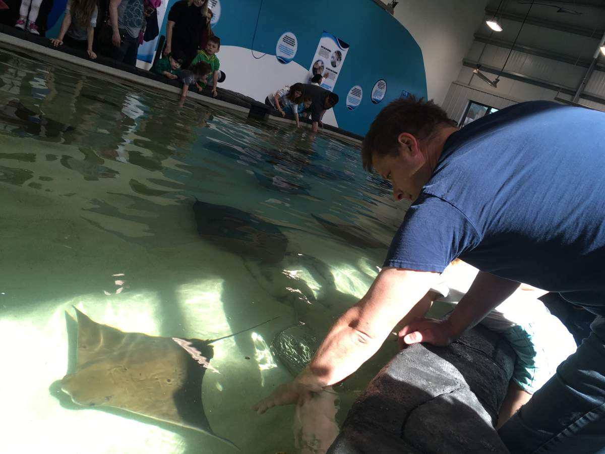 A curious visitor touching a stingray at Assiniboine Park Zoo.