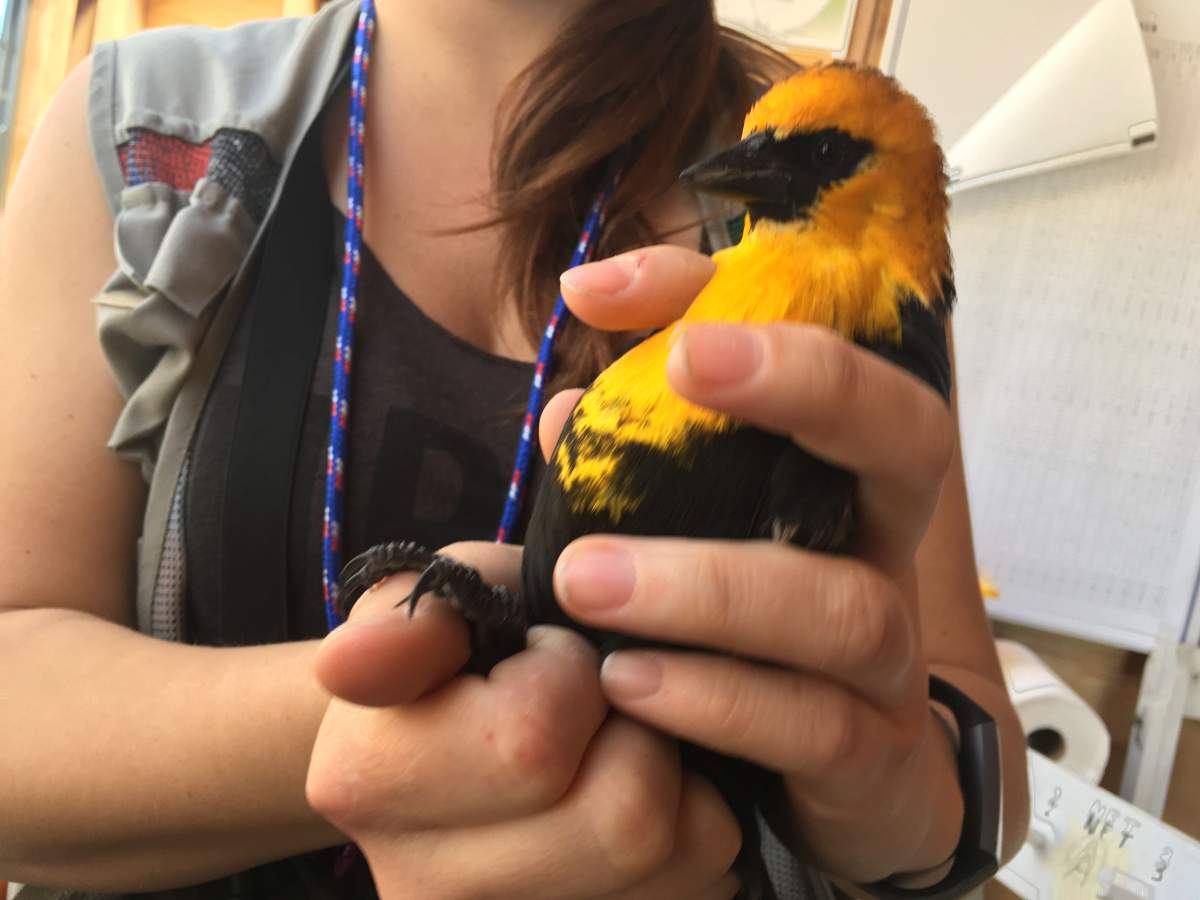 A bird gets examined at Oak Hammock Interpretive Centre