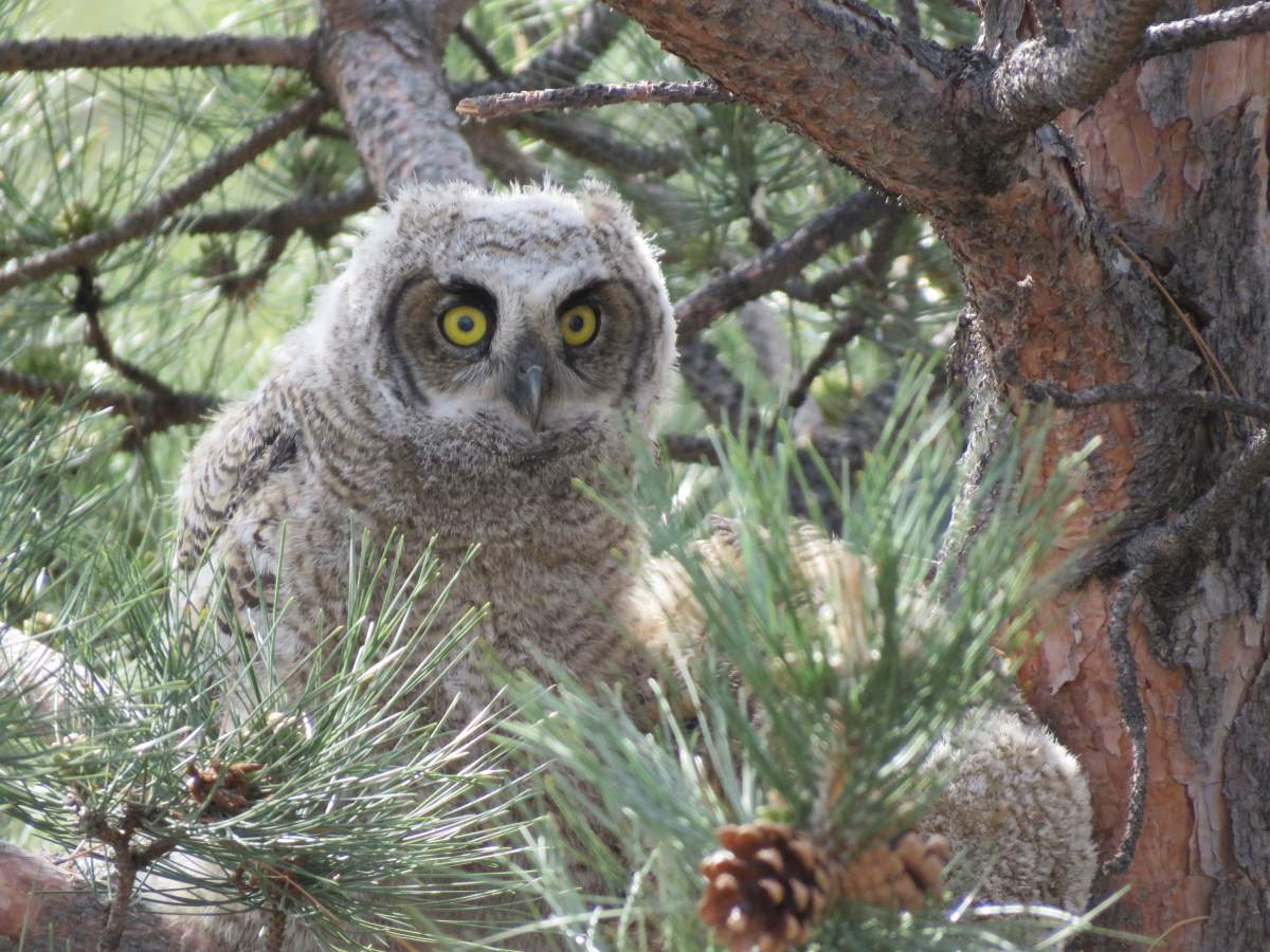 Oliver, B.C., man calls for power pole safety upgrades after 2 baby owls electrocuted - image