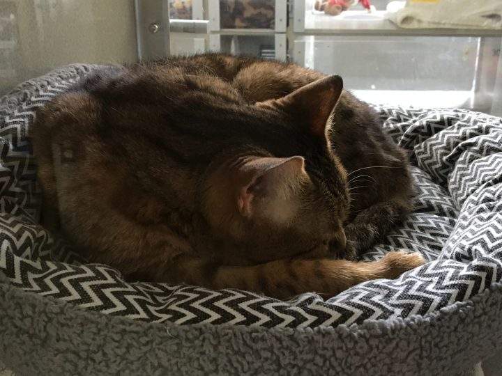 Cat up for adoption at Calgary Humane Society