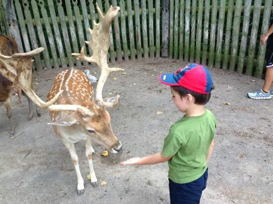 Marineland has shut down one of its land animal attractions, after two visitors allegedly caused a stampede which claimed the lives of two deer.