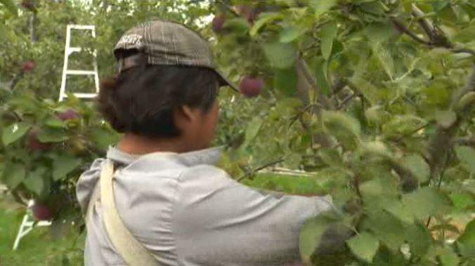 A migrant worker picks fruit at a Kelowna orchard in this undated file photo.