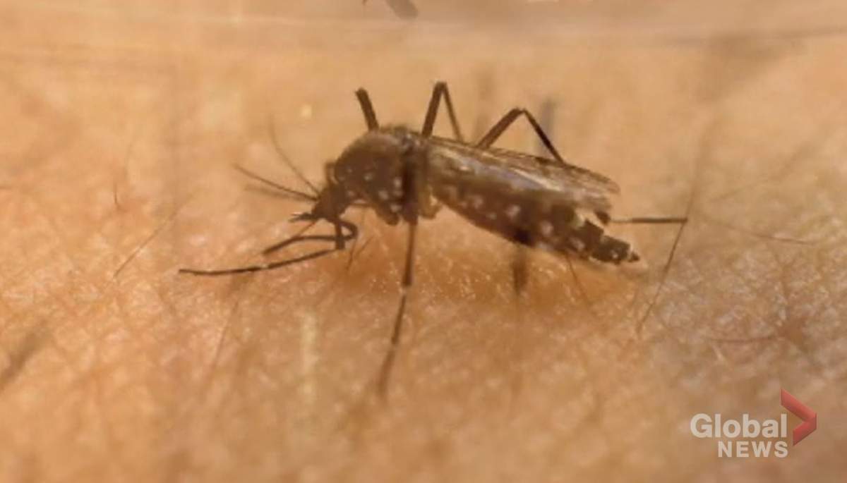 Winnipeg hasn't seen many mosquitoes so far this season.