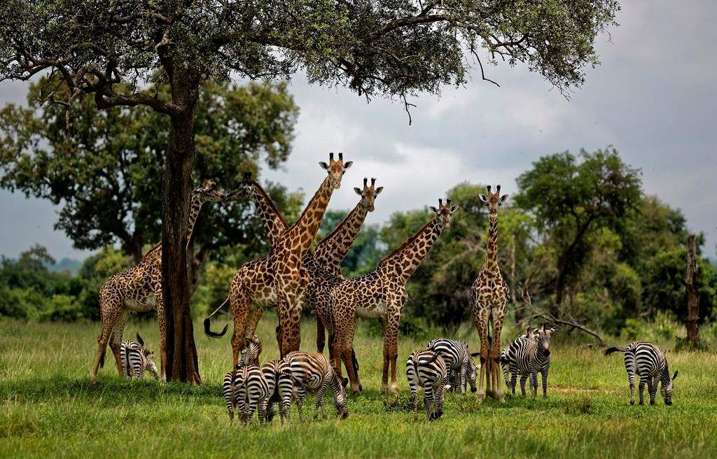 The United Nations issued its first comprehensive global scientific report on biodiversity on Monday, May 6, 2019.