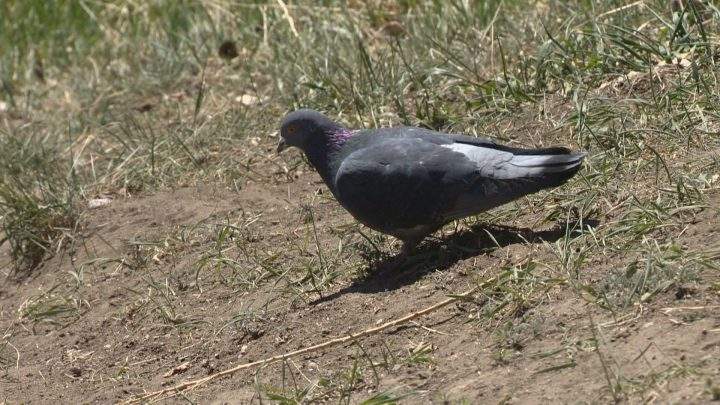 The city admits pigeons can cause problems, specifically with its energy provider.
