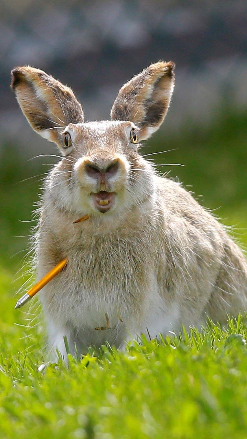Rabbit with an arrow through its neck and chest.