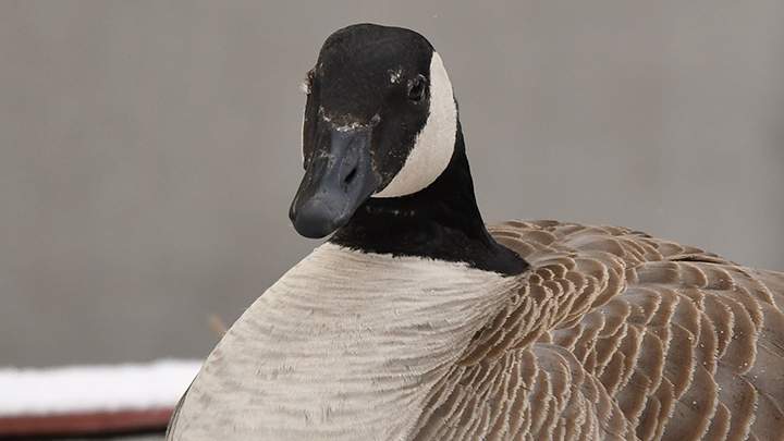 Two geese have built a nest outside the Royal Alexandra Hospital in downtown Edmonton. Alberta Health Services has set up a camera for people to watch the family 24-7.