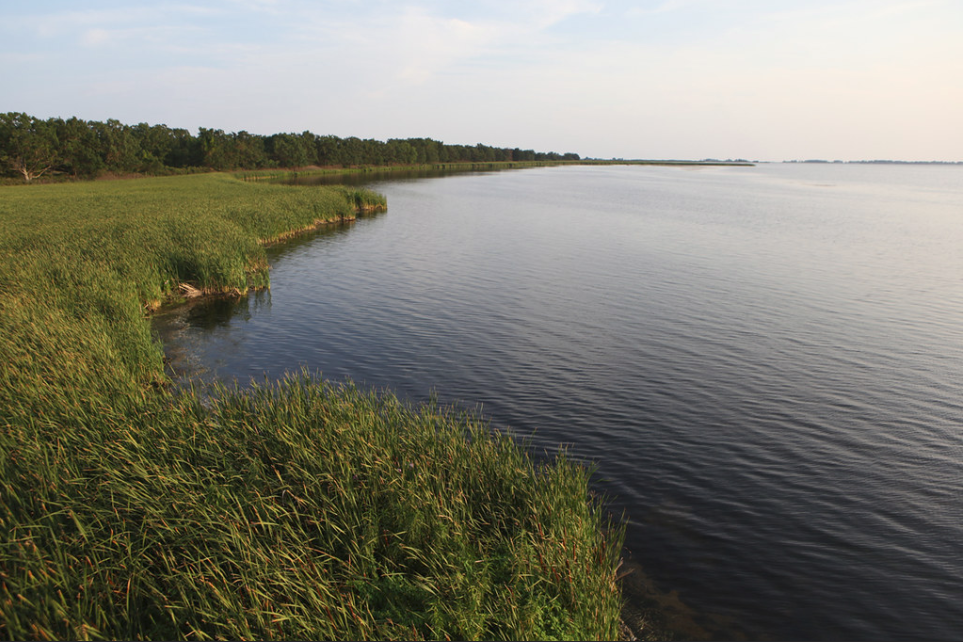 The shoreline at Rondeau Provincial Park.