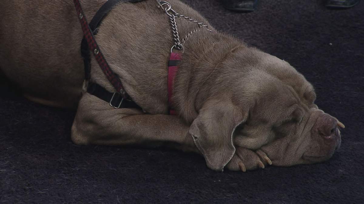 Lola joins Global News Morning to relax and find a forever home.