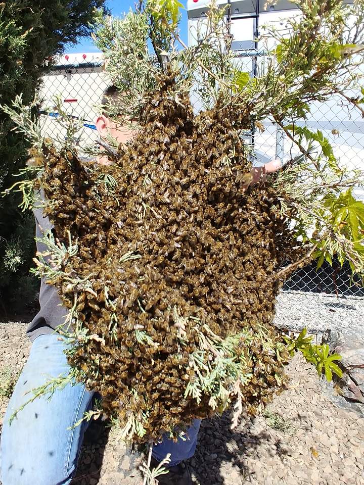 A closer view of the swarm of bees that was safely removed on Friday in Summerland.