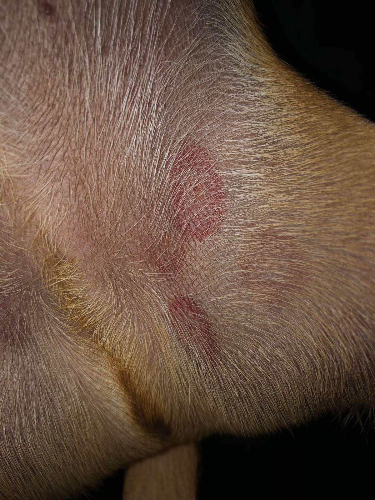 Marks you may find on your pet’s stomach this spring.