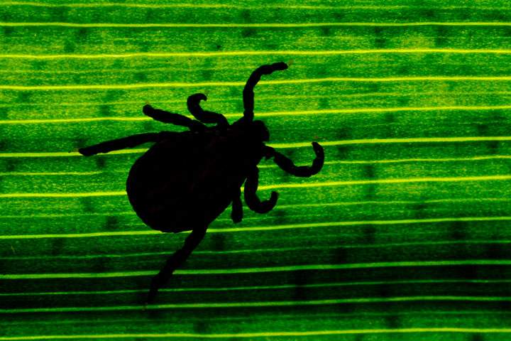 Lyme disease is contracted through tick bites.