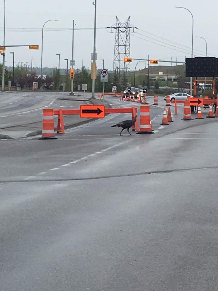 Turk the wild turkey is seen crossing the street in a construction zone in southeast Calgary.