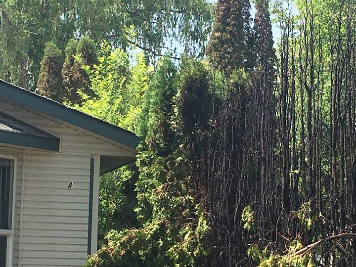 Another view of the burned hedges in the mobile home park.