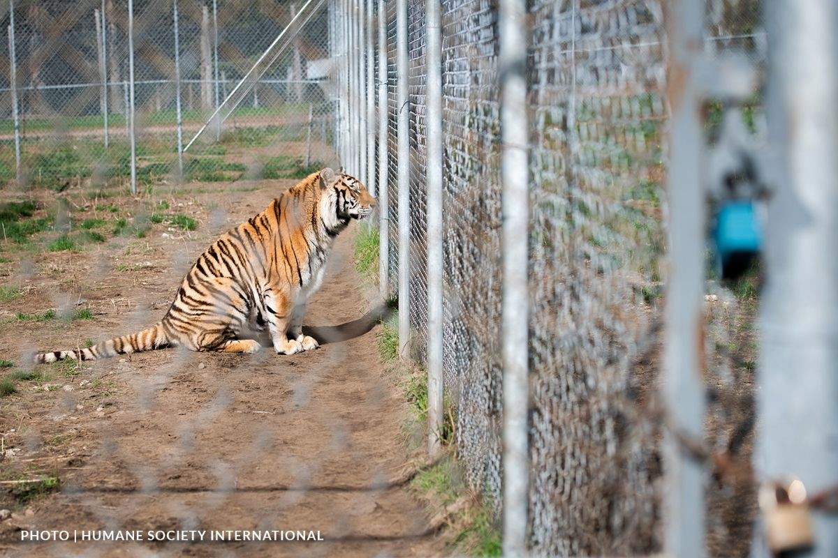 The Saint-Édouard Zoo owner is being charged with cruelty and neglect, and the animals are being seized.