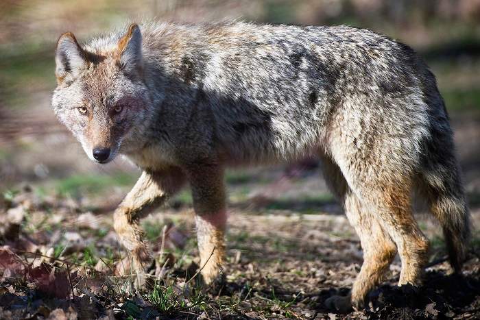 A coyote is seen at Cherry Beach in Toronto, Ont. Tuesday, April 3, 2012. 