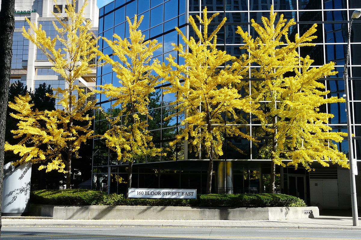 Ginkgo biloba trees at the corner of Bloor Street East and Church Street in Toronto, October 2012.