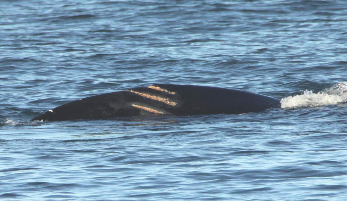 Wolverine was so named for a series of three propeller cuts on his tail stock that reminded researchers of the three blades on the hand of the Marvel comic book character of the same name (2011 image).