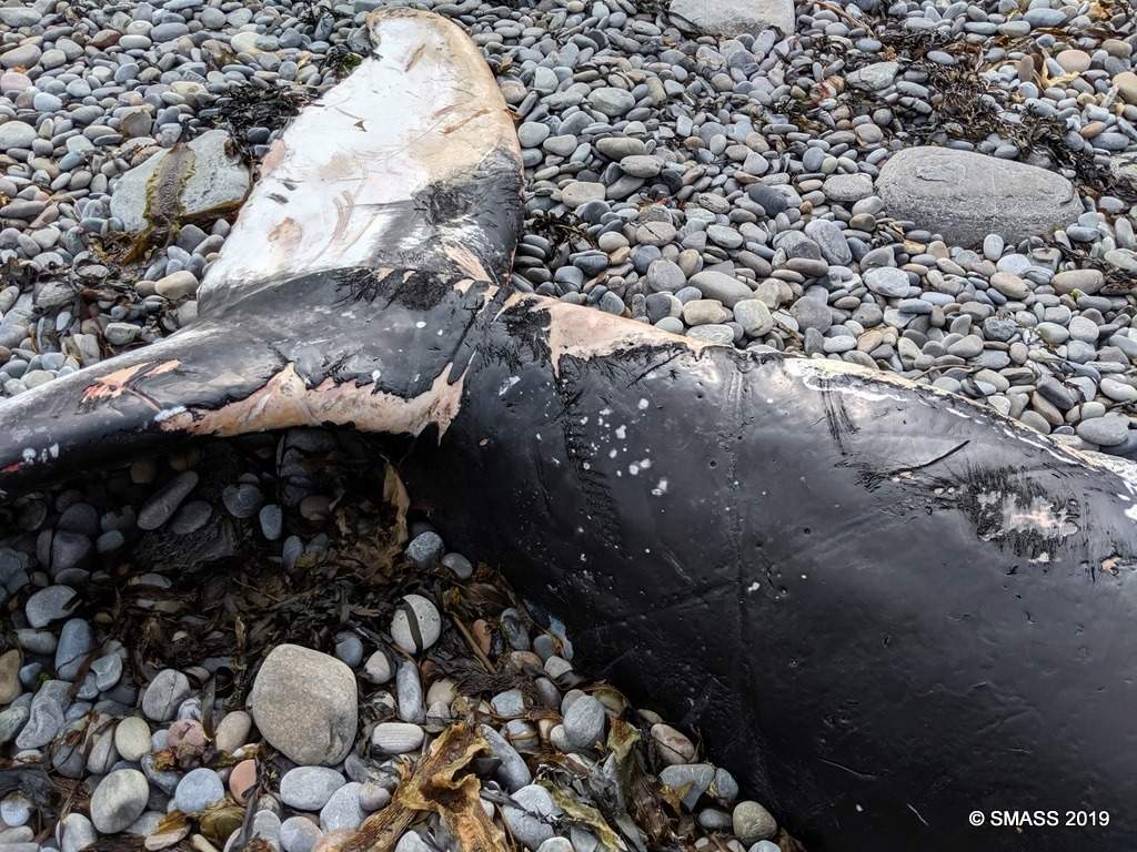 Damage to the fluke of the juvenile humpback whale found on a Scottish beach