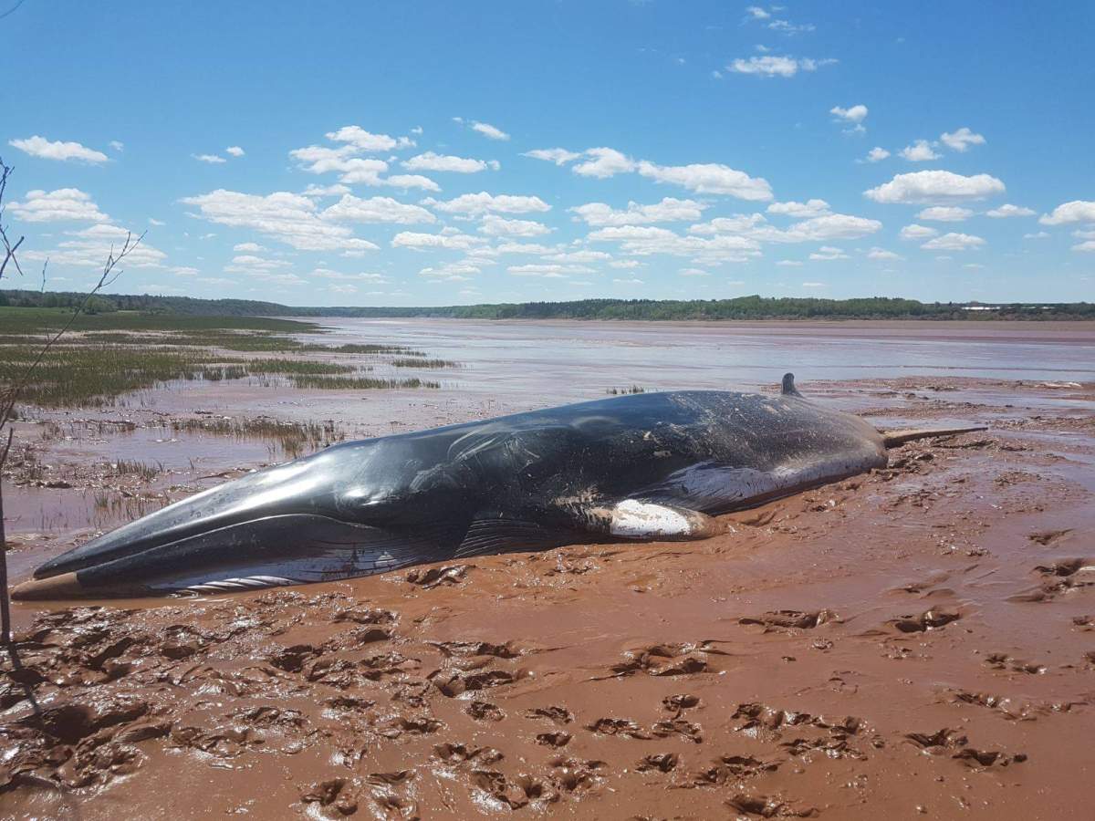 A Minke Whale that was beached at the mouth of the Shubenacadie River on June 9, 2019. 