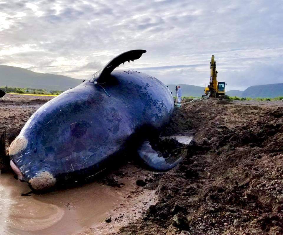 The Canadian Wildlife Health Cooperative/Atlantic Veterinary College and Fisheries and Oceans Canada are onsite on in Cape Breton Island to necropsy the endangered North Atlantic right whale, Punctuation.