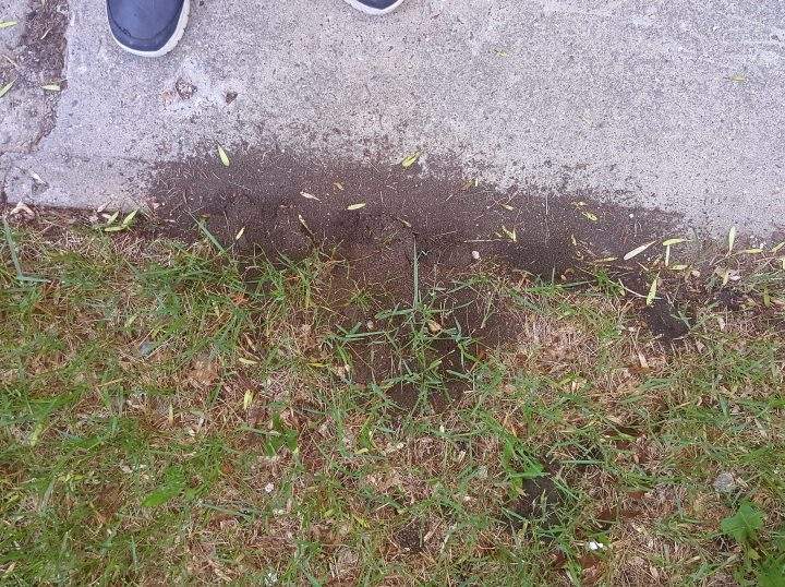 Enn Pasap is dealing with several ant mounds in her yard in the Cathedral neighbourhood.