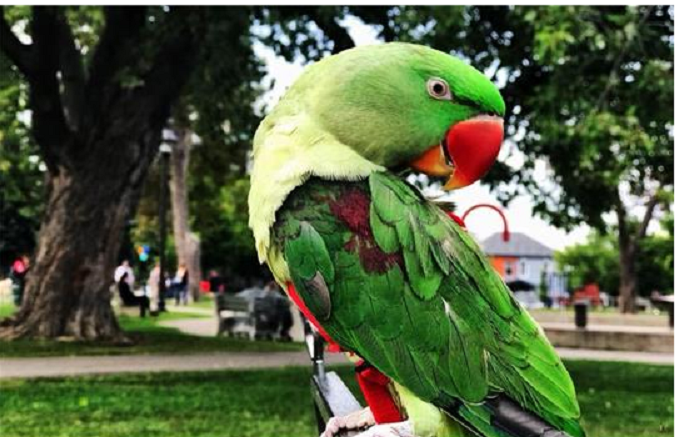 George's owners are offering a reward for his safe return.