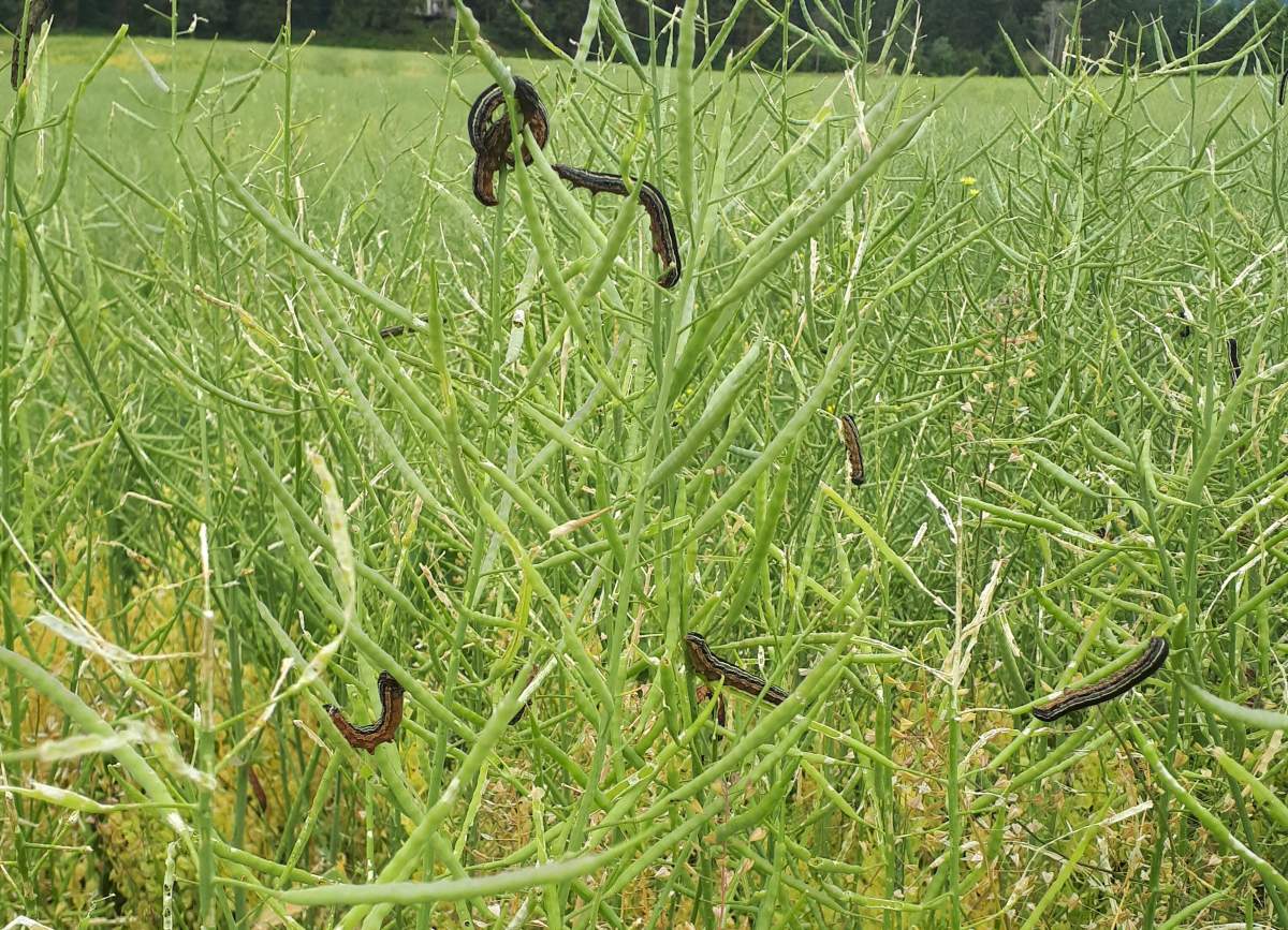 Organic grain and seed farmer Lucie Zillinger has been hard hit by the armyworms.
