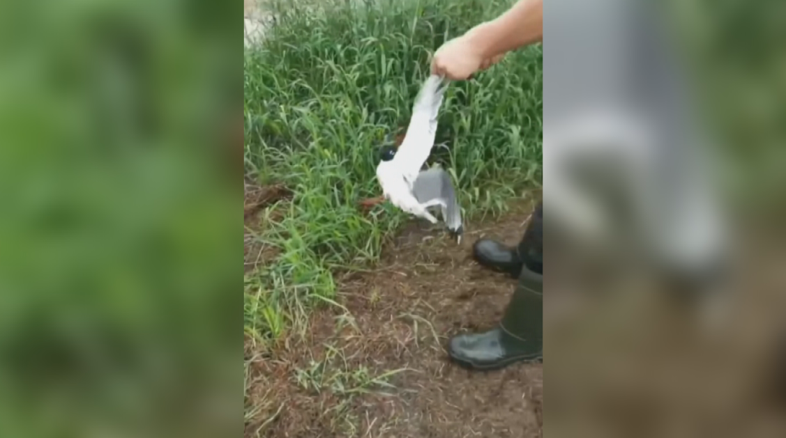 Video appears to show man intentionally hurting a bird.